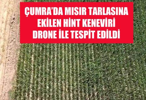 Çumra'da mısır tarlasına ekilen kenevirler drone ile tespit edildi