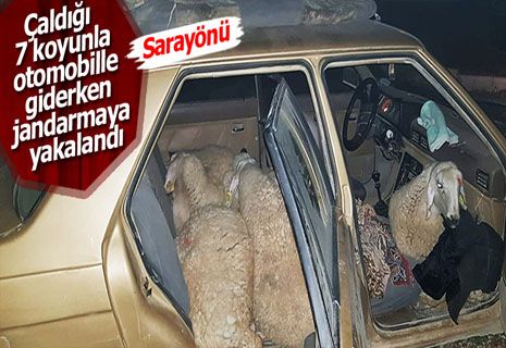 Çaldığı koyunları otomobille götürürken yakalandı.